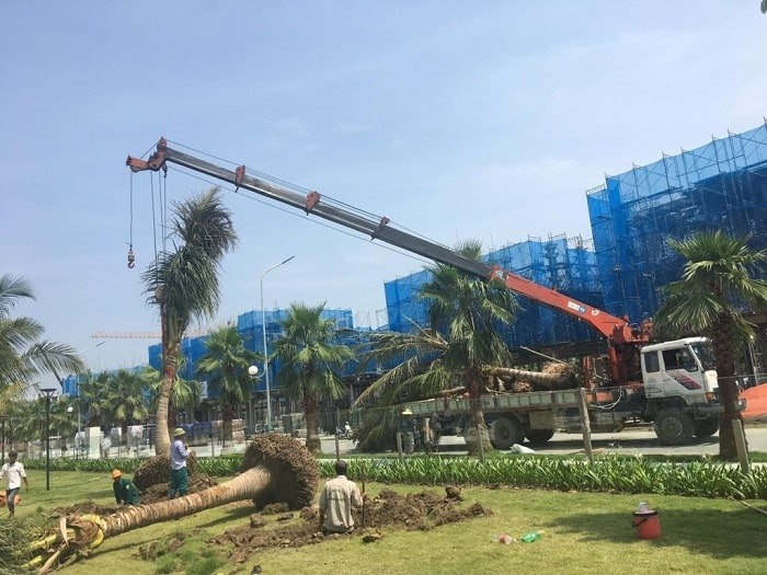 Giá thuê xe cẩu cây xanh ở Hóc Môn cạnh tranh, nhiều ưu đãi hấp dẫn