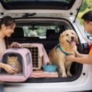 Dịch Vụ Gửi Chó Mèo Về Quê An Toàn, Tận Tâm - Pet Đi Xe