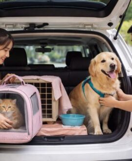 Dịch Vụ Gửi Chó Mèo Về Quê An Toàn, Tận Tâm - Pet Đi Xe