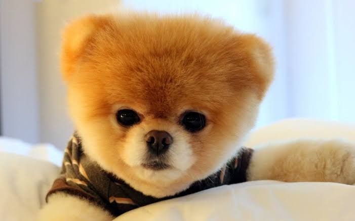 Dịch Vụ Gửi Chó Mèo Về Quê An Toàn, Tận Tâm - Pet Đi Xe