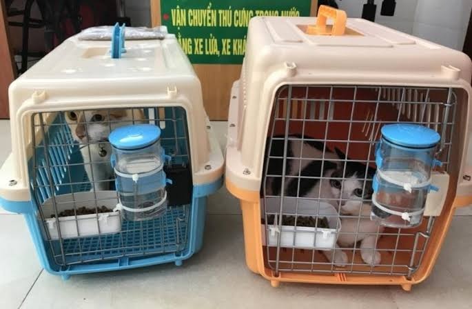 Dịch Vụ Gửi Chó Mèo Về Quê An Toàn, Tận Tâm - Pet Đi Xe